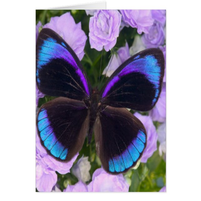 Black, Purple and Blue Butterfly (Front)