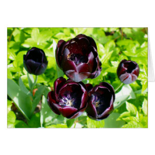 Black Purple Tulips from Holland