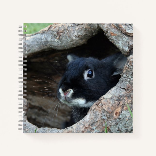 Black Rabbit in Hollow of a Tree Photo Notebook (Front)