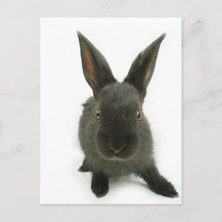 black rabbit postcard