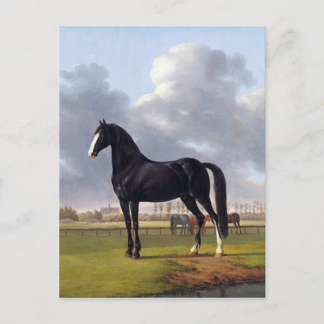 Black Race Horse circa 1828 Postcard (Front)