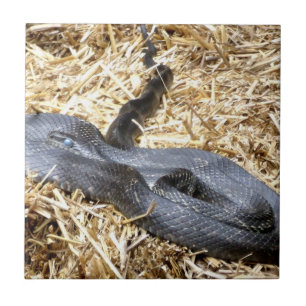 Black Racer Snake Tile