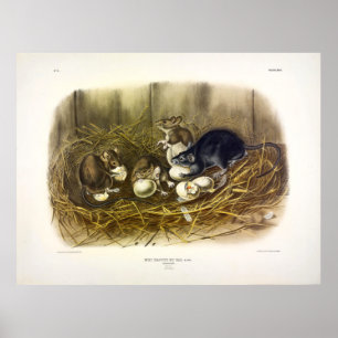 Black Rat (Mus Rattus, Rattus rattus) by Audubon Poster