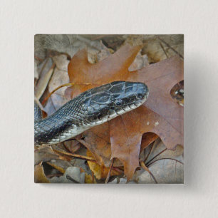 Black Rat Snake - Elaphe obsoleta obsoleta 15 Cm Square Badge