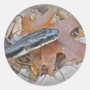 Black Rat Snake - Elaphe obsoleta obsoleta Classic Round Sticker