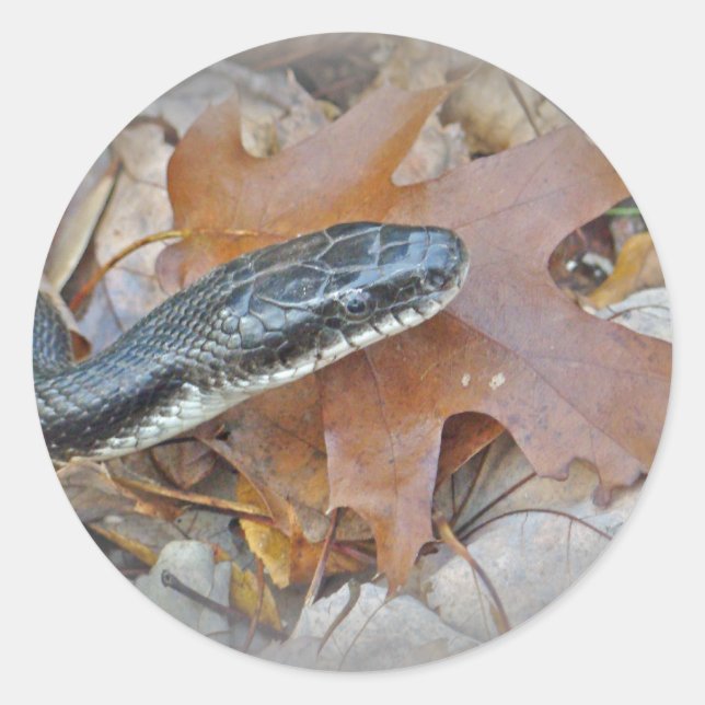Black Rat Snake - Elaphe obsoleta obsoleta Classic Round Sticker (Front)