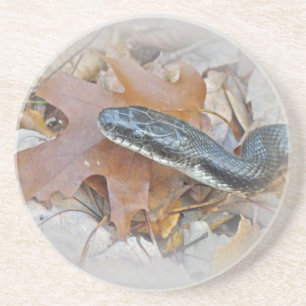 Black Rat Snake - Elaphe obsoleta obsoleta Coaster