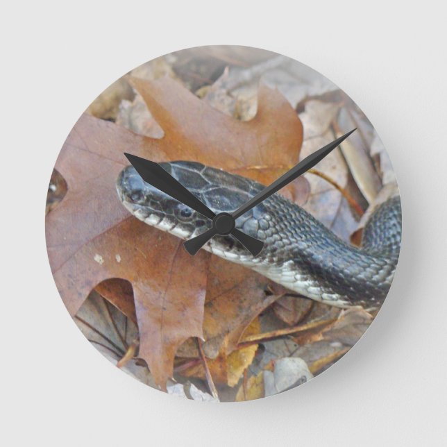 Black Rat Snake - Elaphe obsoleta obsoleta Round Clock (Front)