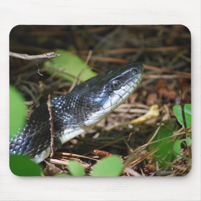Black Rat Snake mousepad (Front)