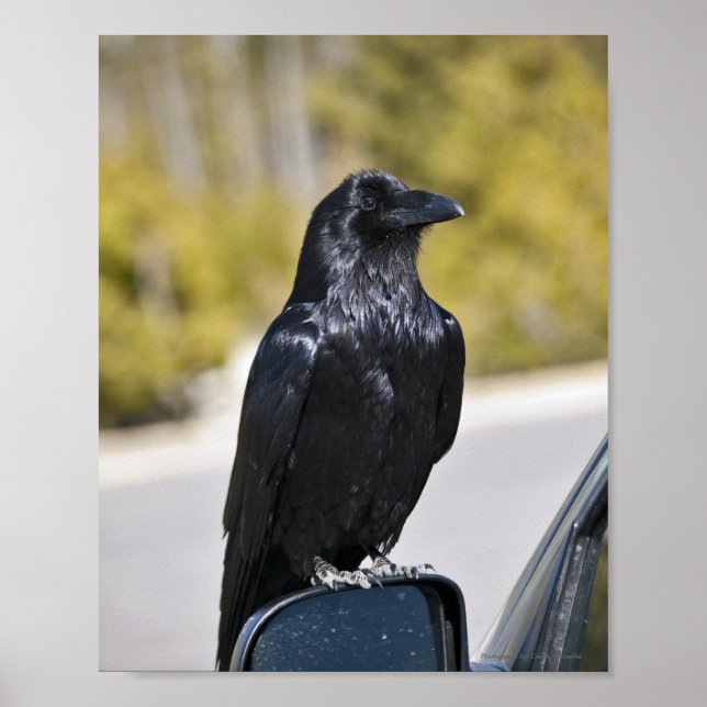 Black Raven - Fine Art Print (Front)