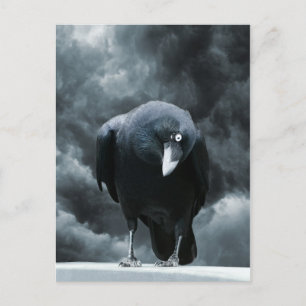 Black Raven Postcard
