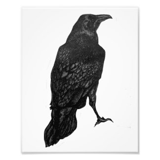 Black Raven Print