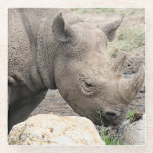 Black rhino glass coaster