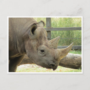 black rhino postcard
