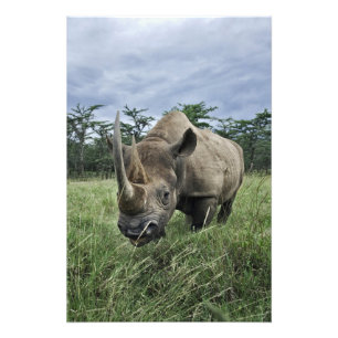 Black Rhinoceros, Diceros bicornis, Kenya Photo Print
