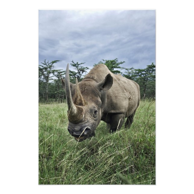 Black Rhinoceros, Diceros bicornis, Kenya Photo Print (Front)