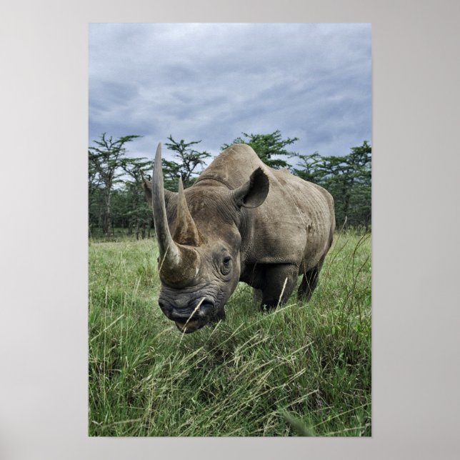Black Rhinoceros, Diceros bicornis, Kenya Poster (Front)