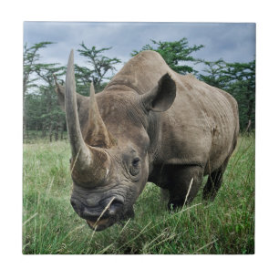 Black Rhinoceros Kenya Ceramic Tile
