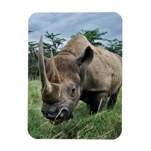 Black Rhinoceros Kenya Magnet