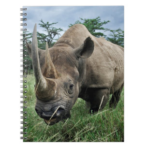 Black Rhinoceros   Kenya Notebook