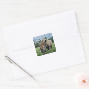 Black Rhinoceros Kenya Square Sticker
