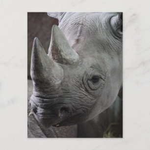 Black Rhinoceros Photo Postcard