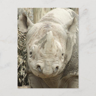Black Rhinoceros Postcard