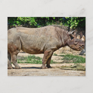 Black Rhinoceros [Postcard] ポストカード Postcard