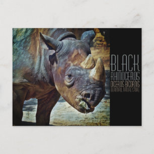 Black Rhinoceros [Postcard] Postcard