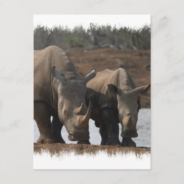 Black Rhinos Postcard (Front)