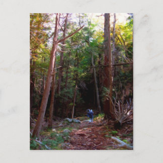 Black Rock Trails, Harriman State Park, New York Postcard