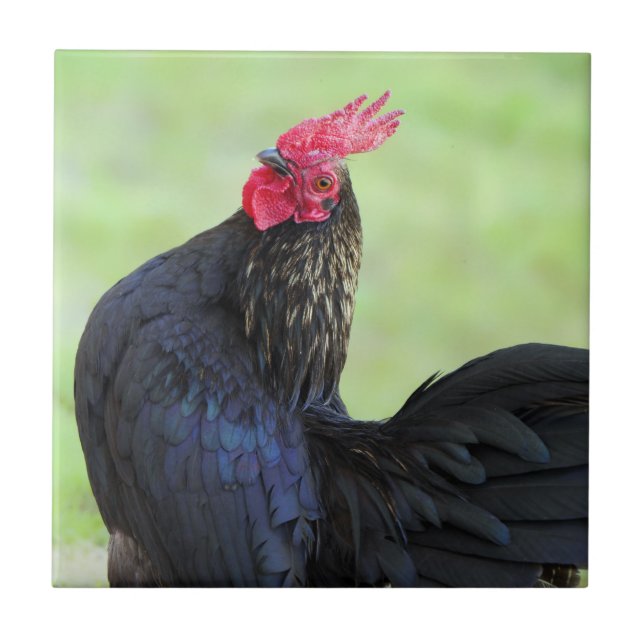 Black Rooster Ceramic Tile (Front)