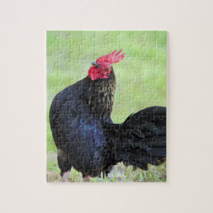 Black Rooster Jigsaw Puzzle