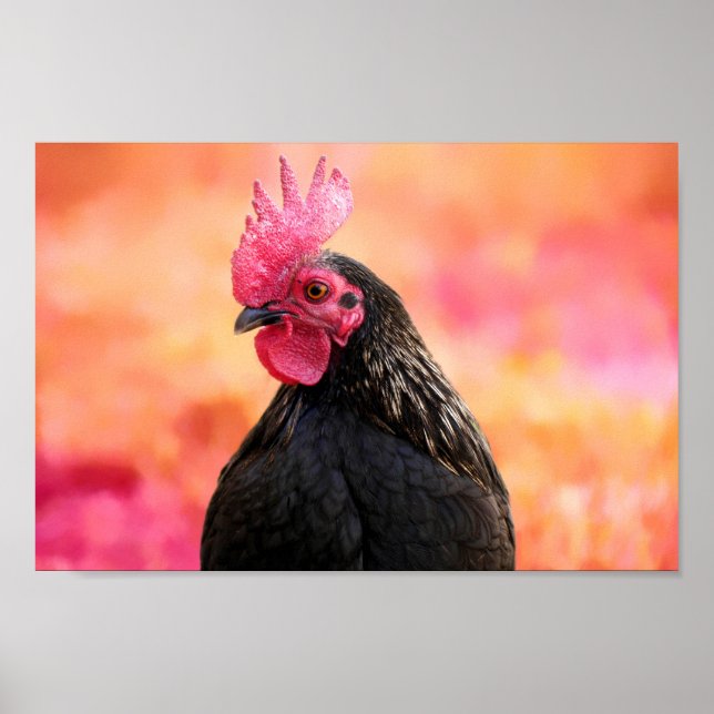 Black Rooster Poster (Front)