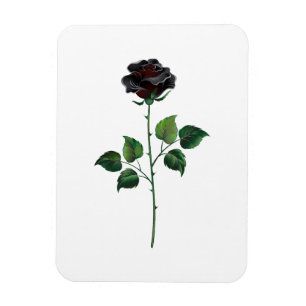 Black rose flower magnet