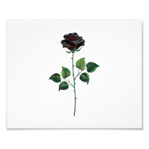 Black rose flower photo print