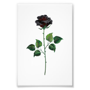 Black rose flower photo print