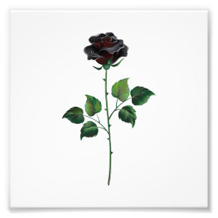 Black rose flower photo print