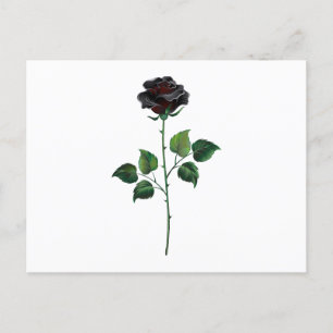 Black rose flower postcard