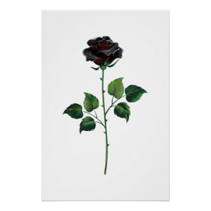 Black rose flower poster