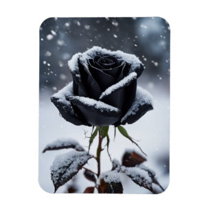 Black Rose in Snow – Moody Winter Floral Magnet