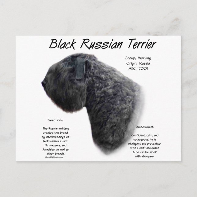 Black Russian Terrier History Design Postcard (Front)