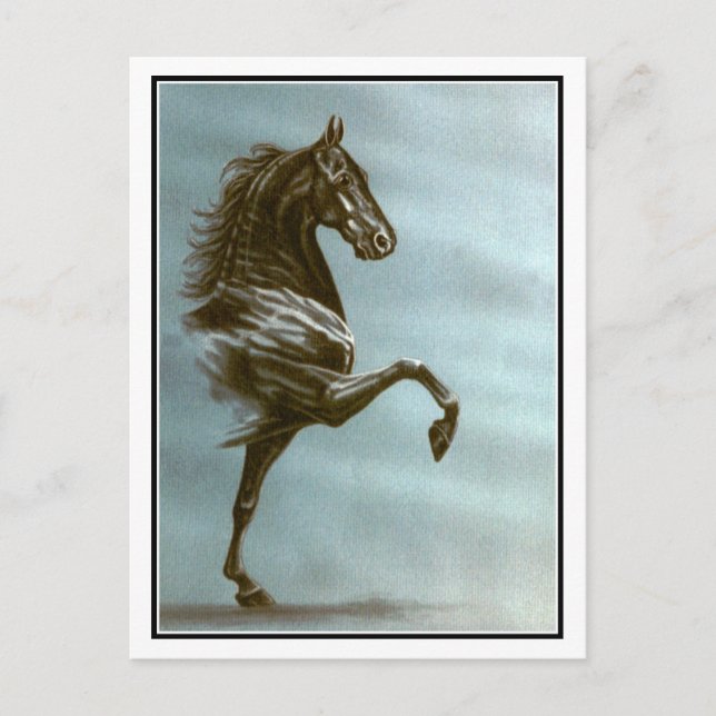 Black Saddlebred Horse Postcard (Front)