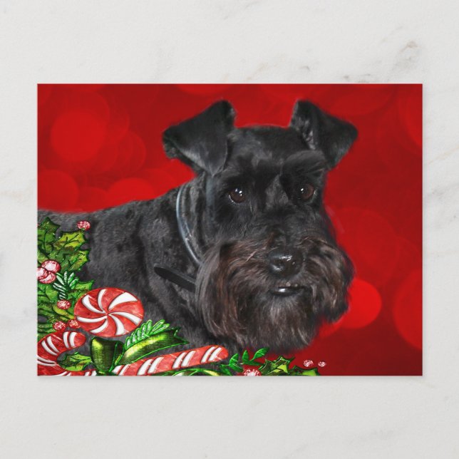 Black Schnauzer Christmas Holiday Postcard (Front)