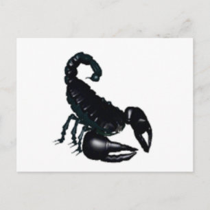 Black Scorpion Postcard