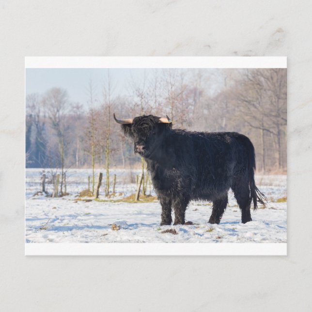Black scottish highlander cow in winter snow postcard (Front)