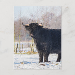 Black scottish highlander cow in winter snow postcard