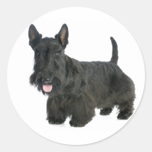 Black Scottish Terrier Puppy Dog Sticker / Seal