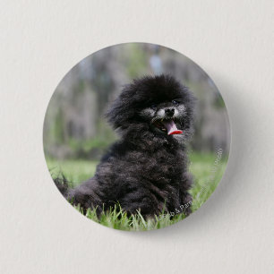 Black Senior Pomeranian 6 Cm Round Badge
