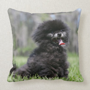 Black Senior Pomeranian Cushion